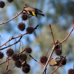 Carduelis carduelis (European Goldfinch) at Wodonga - 22 Jul 2023 by KylieWaldon