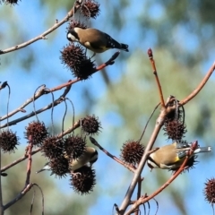 Carduelis carduelis at Wodonga, VIC - 22 Jul 2023 11:34 AM