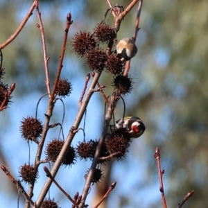 Carduelis carduelis at Wodonga, VIC - 22 Jul 2023