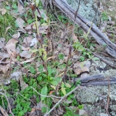 Centranthus ruber (Red Valerian, Kiss-me-quick, Jupiter's Beard) at Mount Mugga Mugga - 22 Jul 2023 by Mike