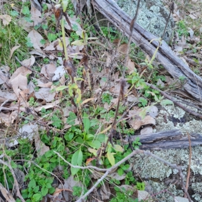 Centranthus ruber (Red Valerian, Kiss-me-quick, Jupiter's Beard) at Mount Mugga Mugga - 22 Jul 2023 by Mike