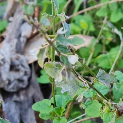 Scutellaria humilis (Dwarf Skullcap) at Symonston, ACT - 22 Jul 2023 by Mike