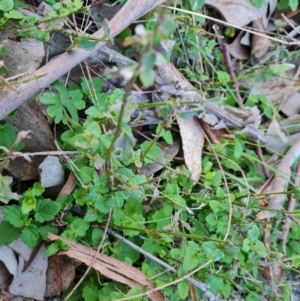 Scutellaria humilis at Symonston, ACT - 22 Jul 2023