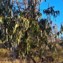 Eucalyptus globulus subsp. bicostata (Southern Blue Gum, Eurabbie) at Mount Mugga Mugga - 22 Jul 2023 by Mike