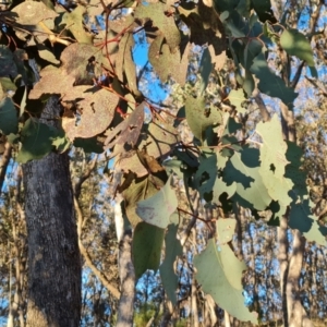 Eucalyptus albens at Symonston, ACT - 22 Jul 2023 04:25 PM