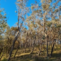 Eucalyptus albens at Symonston, ACT - 22 Jul 2023 04:25 PM