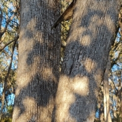 Eucalyptus albens at Symonston, ACT - 22 Jul 2023 04:25 PM