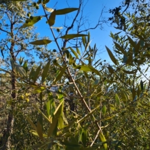 Olea europaea subsp. cuspidata at O'Malley, ACT - 22 Jul 2023