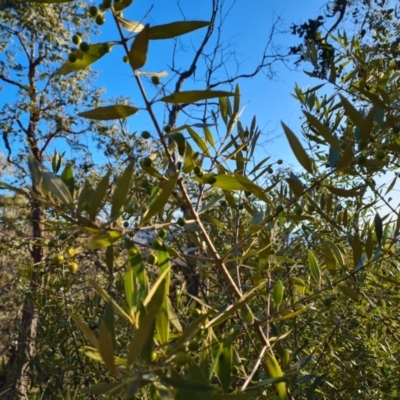 Olea europaea subsp. cuspidata (African Olive) at Mount Mugga Mugga - 22 Jul 2023 by Mike