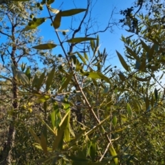 Olea europaea subsp. cuspidata (African Olive) at Mount Mugga Mugga - 22 Jul 2023 by Mike