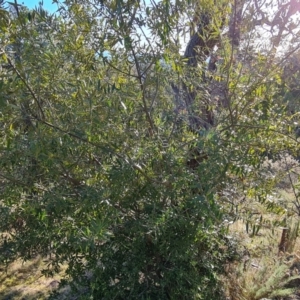 Olea europaea subsp. cuspidata at O'Malley, ACT - 22 Jul 2023