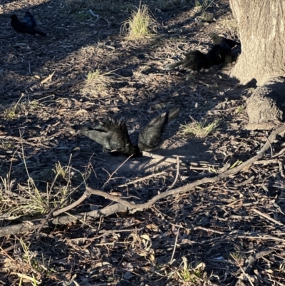 Corcorax melanorhamphos (White-winged Chough) at Aranda Bushland - 22 Jul 2023 by lbradley