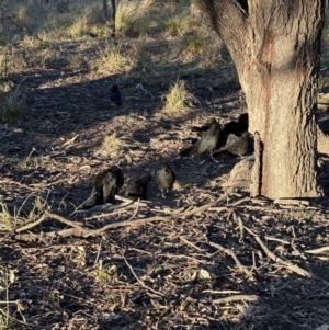 Corcorax melanorhamphos at Aranda, ACT - 22 Jul 2023