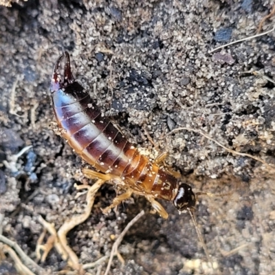 Unidentified Earwig (Dermaptera) at Sassafras, NSW - 22 Jul 2023 by trevorpreston