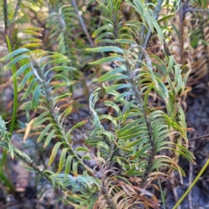 Lomandra obliqua at Sassafras, NSW - 22 Jul 2023