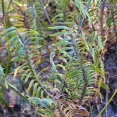 Lomandra obliqua (Twisted Matrush) at Morton National Park - 22 Jul 2023 by trevorpreston