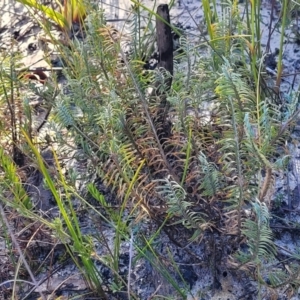 Lomandra obliqua at Sassafras, NSW - 22 Jul 2023
