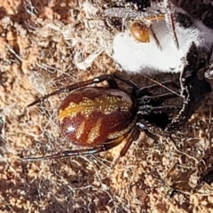 Unidentified Spider (Araneae) at Sassafras, NSW - 22 Jul 2023 by trevorpreston