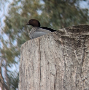 Chenonetta jubata at Corowa, NSW - 22 Jul 2023