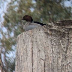 Chenonetta jubata (Australian Wood Duck) at Corowa, NSW - 21 Jul 2023 by Darcy