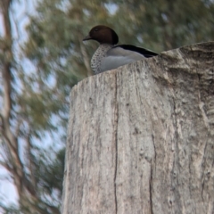 Chenonetta jubata at Corowa, NSW - 22 Jul 2023 09:06 AM