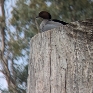 Chenonetta jubata at Corowa, NSW - 22 Jul 2023