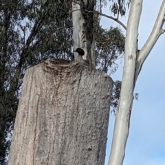 Chenonetta jubata at Corowa, NSW - 22 Jul 2023