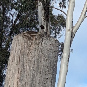 Chenonetta jubata at Corowa, NSW - 22 Jul 2023 09:06 AM