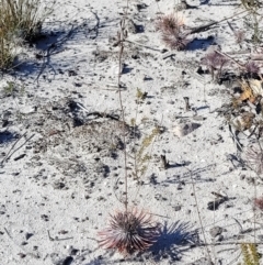 Stylidium lineare at Sassafras, NSW - 22 Jul 2023