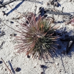 Stylidium lineare at Sassafras, NSW - 22 Jul 2023