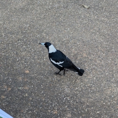 Gymnorhina tibicen (Australian Magpie) at Corowa, NSW - 22 Jul 2023 by Darcy