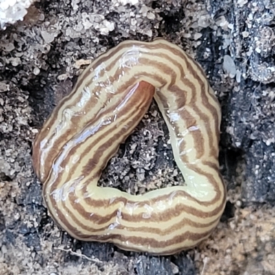 Fletchamia quinquelineata (Five-striped flatworm) at Tianjara, NSW - 22 Jul 2023 by trevorpreston