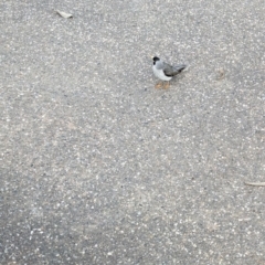 Manorina melanocephala at Corowa, NSW - 22 Jul 2023 10:19 AM