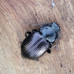 Unidentified Darkling beetle (Tenebrionidae) at Morton National Park - 22 Jul 2023 by trevorpreston