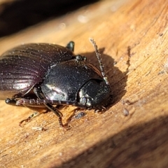 Unverified at suppressed - suppressed