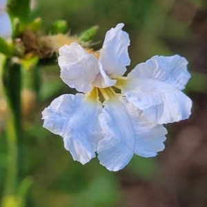 Dampiera stricta at Tianjara, NSW - 22 Jul 2023