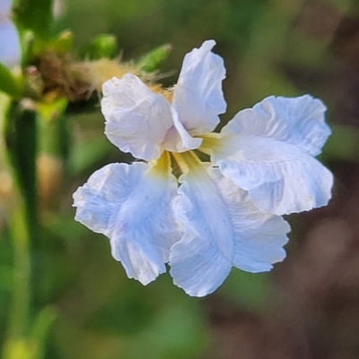 Dampiera stricta (Blue Dampiera) at Tianjara, NSW - 22 Jul 2023 by trevorpreston