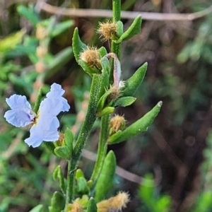 Dampiera stricta at Tianjara, NSW - 22 Jul 2023