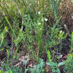 Dampiera stricta at Tianjara, NSW - 22 Jul 2023 10:53 AM