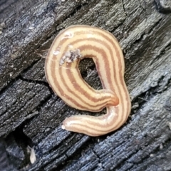 Fletchamia quinquelineata (Five-striped flatworm) at Tianjara, NSW - 22 Jul 2023 by trevorpreston