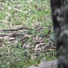 Pardalotus striatus at Ringwood, NSW - 22 Jul 2023 02:32 PM