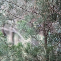 Pardalotus striatus at Ringwood, NSW - 22 Jul 2023