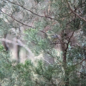 Pardalotus striatus at Ringwood, NSW - 22 Jul 2023