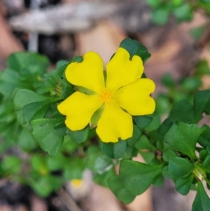 Hibbertia monogyna at Tianjara, NSW - 22 Jul 2023