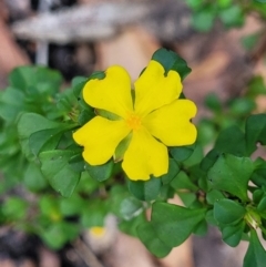 Hibbertia monogyna (A Guinea-Flower) at Tianjara, NSW - 22 Jul 2023 by trevorpreston