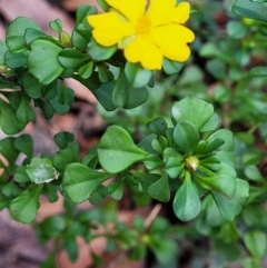 Hibbertia monogyna at Tianjara, NSW - 22 Jul 2023