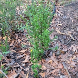 Hibbertia monogyna at Tianjara, NSW - 22 Jul 2023 10:50 AM