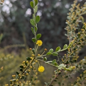 Acacia acinacea at Ringwood, NSW - 22 Jul 2023