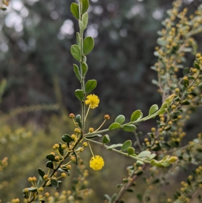 Acacia acinacea (Gold Dust Wattle) at Ringwood Tank - 22 Jul 2023 by Darcy