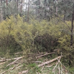Acacia acinacea at Ringwood, NSW - 22 Jul 2023